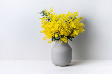 10 GOLDEN MIMOSA Acacia Baileyana Yellow Wattle Tree Flower Seeds